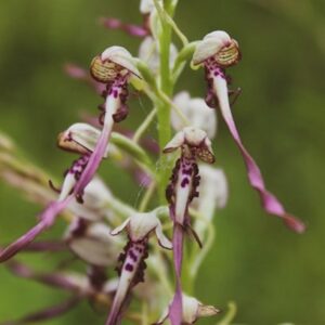 lizard-orchid-kent-2