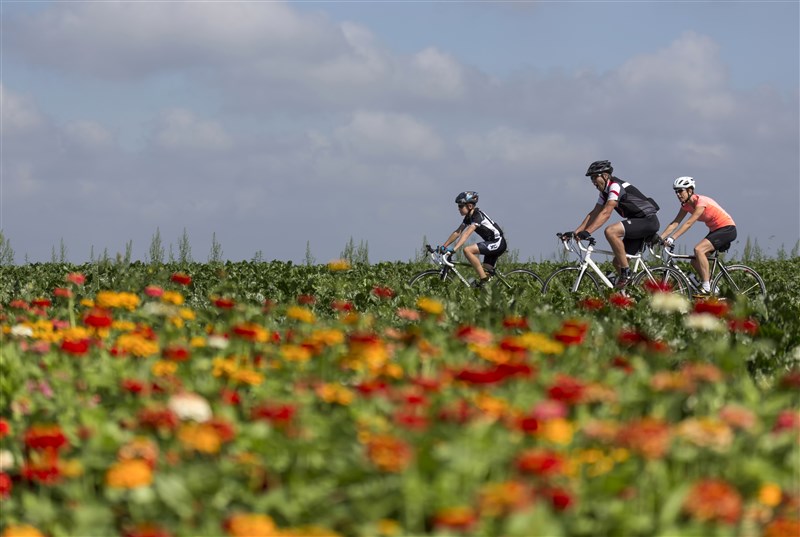 Hollandse-Hoogte---ANP-Foto-Family-cycling-along-a-field-of-flowers-on-a-summer-Sunday-morning-3694-amsterdam-visit-netherlands