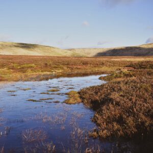 gameshope-peatland-1.jpg