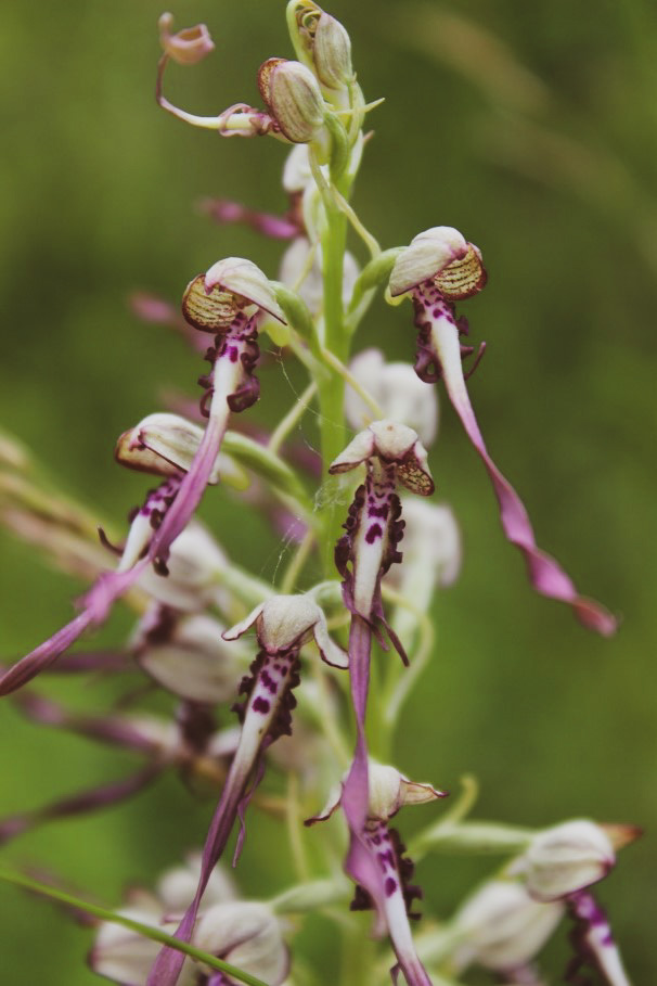 lizard-orchid-kent-2.jpg
