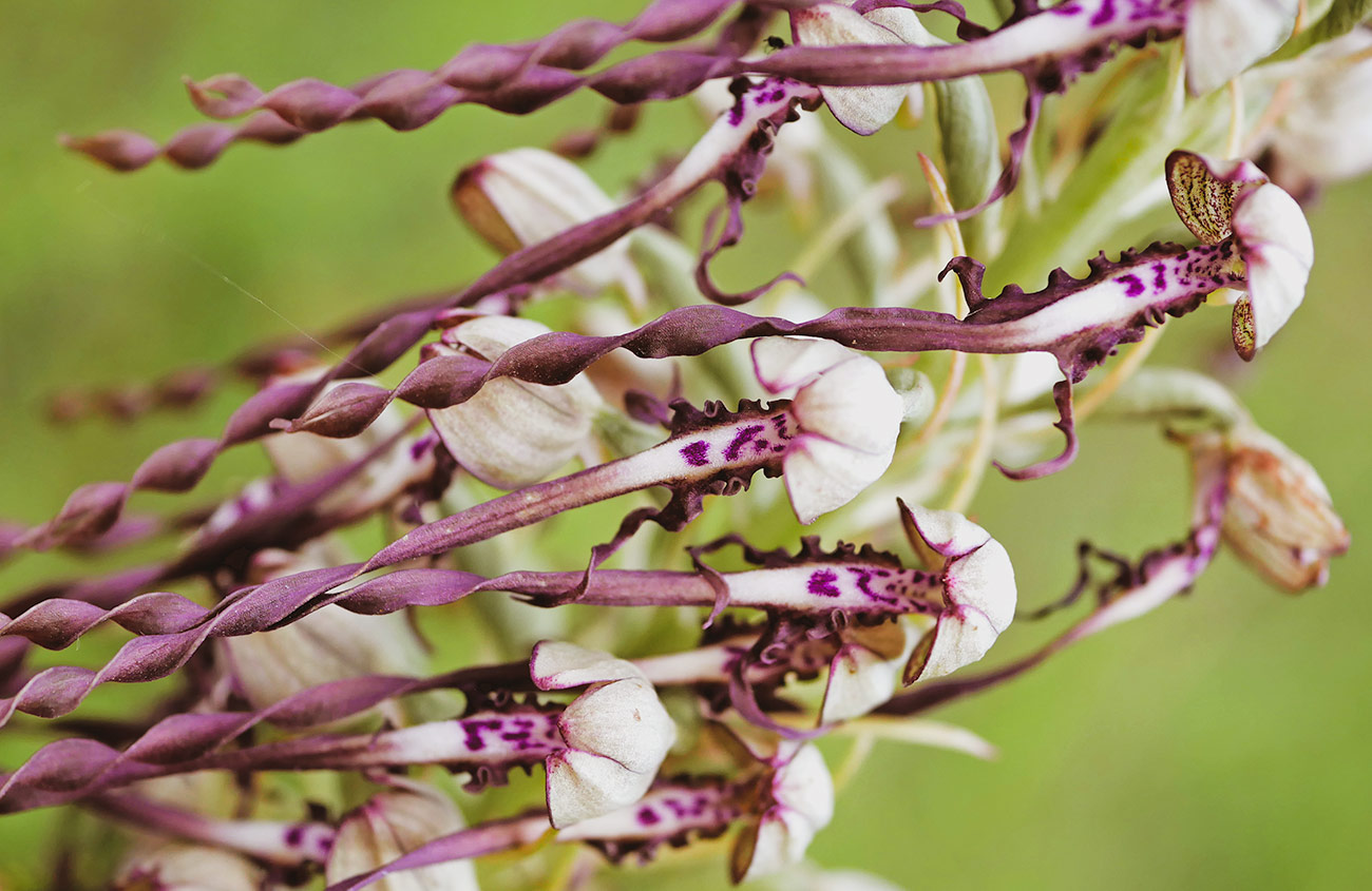 lizard-orchid-kent-3.jpg