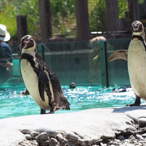 penguins-at-zsl-london-zoo.jpg