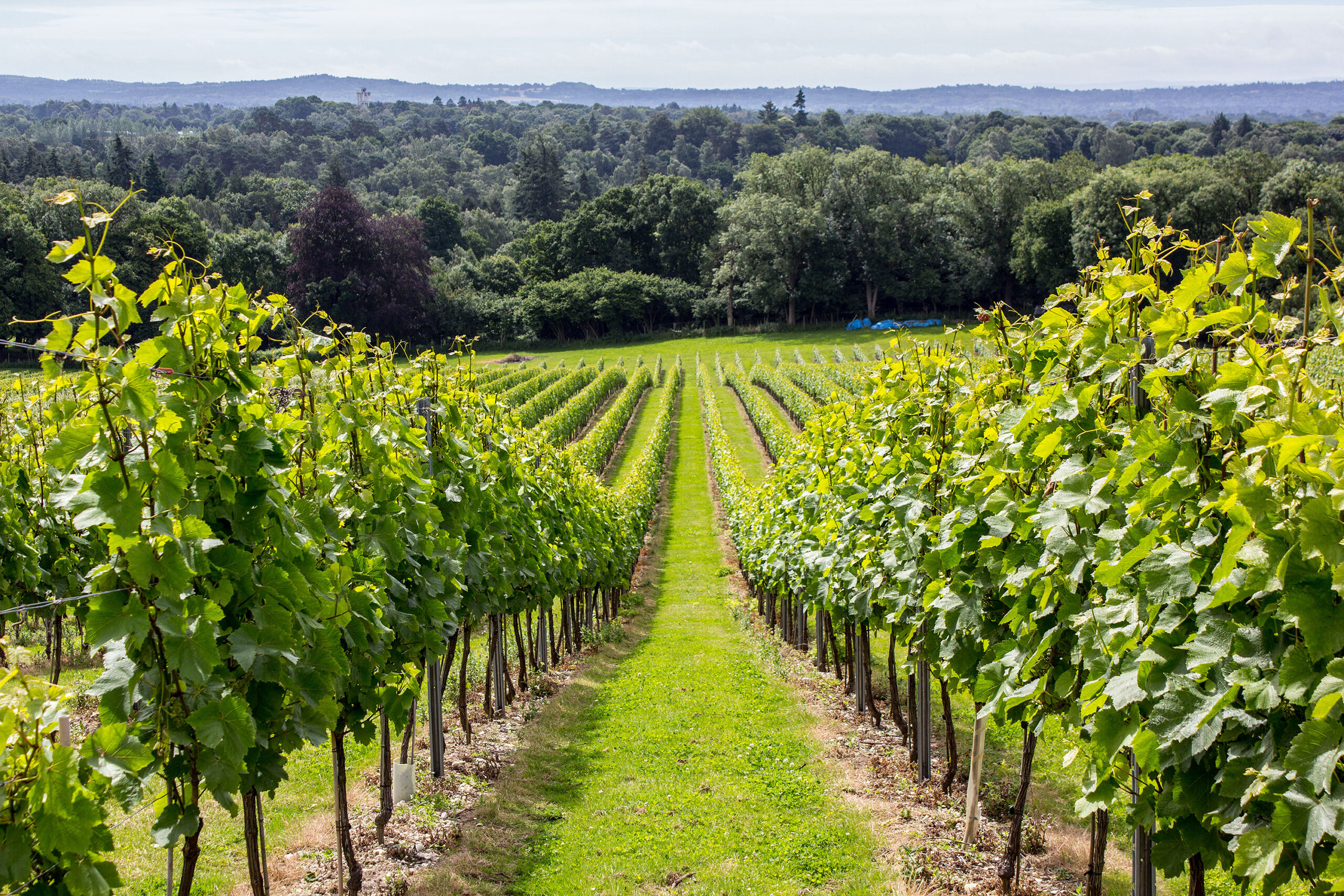 vineyard-19.jpg