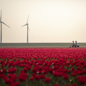 Claire-Droppert-Cycling-between-the-tulip-fields-3771