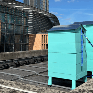 Fortnum hives roof