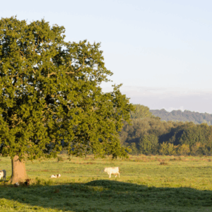 Otford
