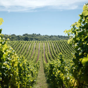 Silverhand Estate vineyards